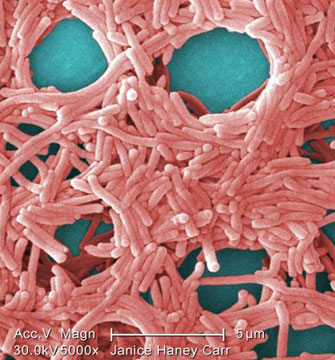 Legionella bacterium